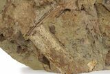 Sandstone With Hadrosaur Tooth, Tendons & Bones - Wyoming #240463-2